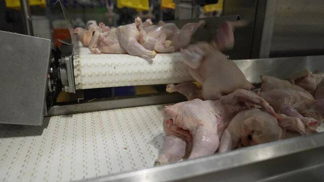 meat processing plant, butchered fresh chicken carcasses without feathers, on the conveyor belt
, plucked and without heads go along the line, in a large poultry meat production plant