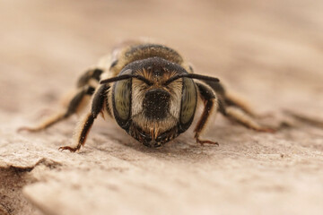 Frontal closeup on a female Horned woodborer solitary be, Lithurgus cornutus