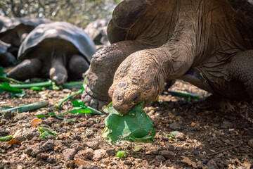 Giant Galapagos Tortoise on San Cristobal Island 