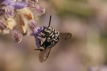 Closeup on a black and white Mediterranean cuckoo bee, Thyreus species on a purple flower