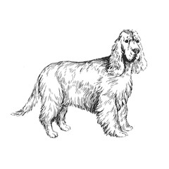Vector illustration of an English Cocker spaniel isolated on a white background. Sketch with a pet in the style of engraving. A breed of dog for hunting.