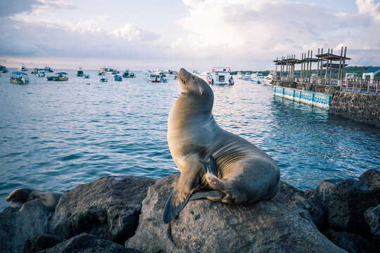 Sea Lion at the pier on Galapagos island san Cristobal 