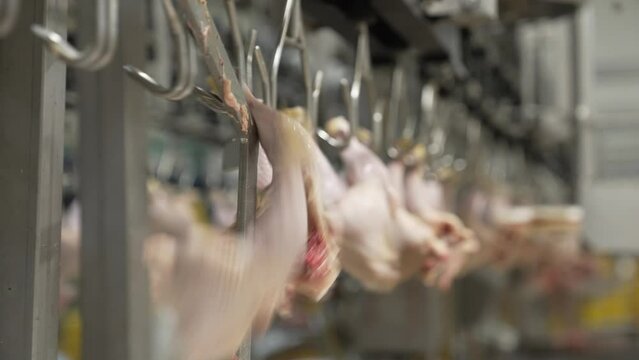 poultry farm conveyor, butchered 
 fresh chicken carcasses without feathers, plucked and without heads go along the line, in a large poultry meat production plant, hung on hooks