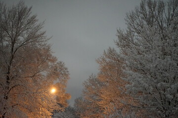 Snowy Street