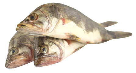 Mottled Nandus or veda fishes