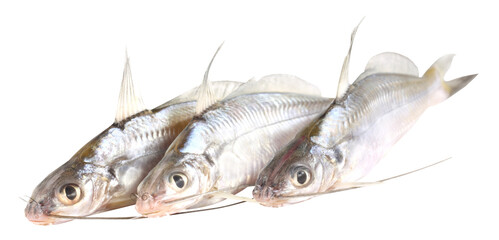 Tengra fish of Bangladesh