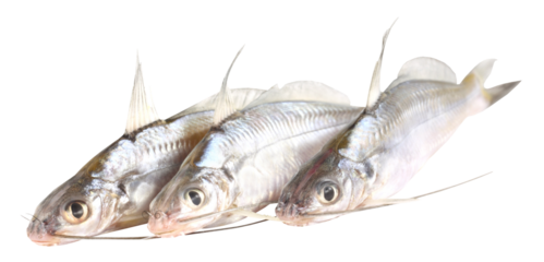 Tengra fish of Bangladesh