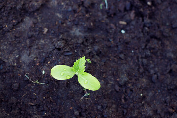 small cucumber sprout plant growing.Green fresh seedlings sprouts grow in soil , home gardening, spring season.agriculture concept. copy space
