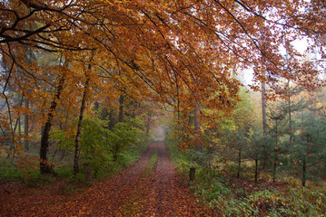 Fototapeta premium Herbststimmung im Münsterland
