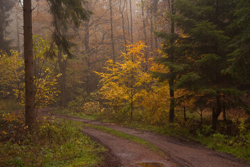 Herbststimmung im Münsterland