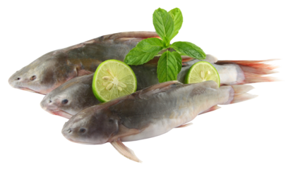 Rita fishes of Bangladesh