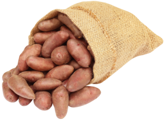 Potatoes in a sack bag
