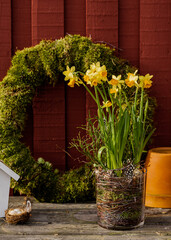 Spring easter compositionn with moss wreath and daffodils