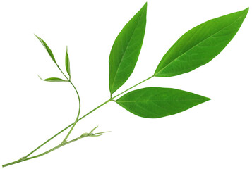 Medicinal pigeon pea