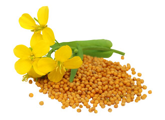 Mustard flower with seeds - 577155342