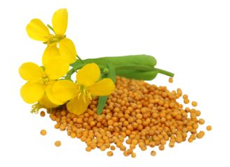 Mustard flower with seeds