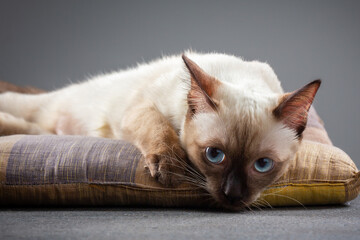 the Siamese cat lay down on cushion and stare for something