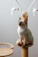 Little Siamese kitten sit on cat tower and looking for toy