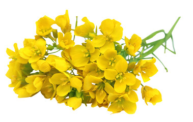 Edible mustard flowers