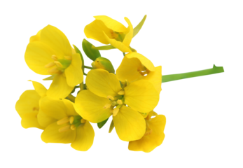 Edible mustard flowers