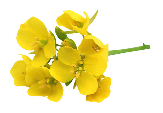 Edible mustard flowers