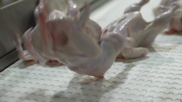 meat processing plant, butchered fresh chicken carcasses without feathers, on the conveyor belt
, plucked and without heads go along the line, in a large poultry meat production plant