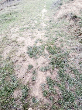 Grass and Soil Texture for Background