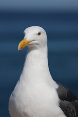Kalifornien, California Coastline