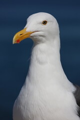 Seevögel
