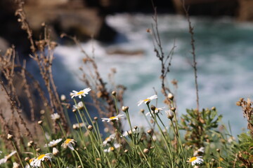Kalifornien, California Coastline