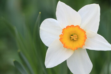 White narcissus flower close up. Green blurred background. Selective focus. Copy space