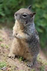 Squirrel, Eichhörnchen