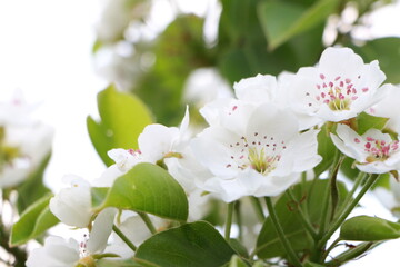 White pear flowers on a branch. Green leaves. Closeup. Selective focus. Copy space