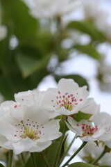 White pear flowers on a branch. Green leaves. Closeup. Selective focus. Copy space