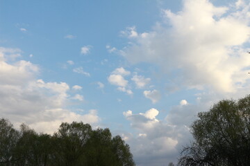 Blue sky with white clouds. The green crowns of the trees are out of focus. Selective focus. Background. Copy space
