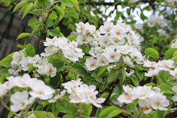 White pear flowers on a branch. Green leaves. Closeup. Selective focus. Copy space