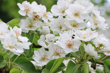 White pear flowers on a branch. Green leaves. Closeup. Selective focus. Copy space