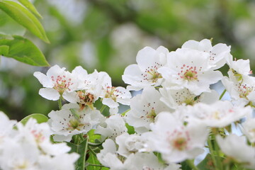 White pear flowers on a branch. Green leaves. Closeup. Selective focus. Copy space
