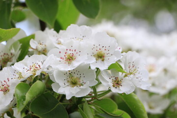 White pear flowers on a branch. Green leaves. Closeup. Selective focus. Copy space