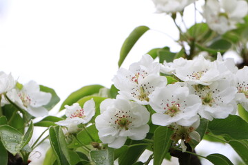 White pear flowers on a branch. Green leaves. Closeup. Selective focus. Copy space
