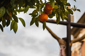 oranges on tree in holly week