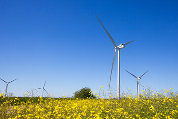 Wind turbines with a yellow rapeseed field in the foreground.