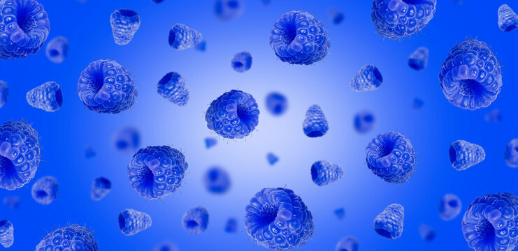 Falling blue raspberries on blue gradient background. Levitating raspberries	