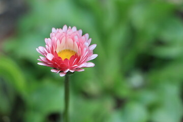 Daisy flower close up. Green blurred background. Background. Layer. Selective focus. Copy space