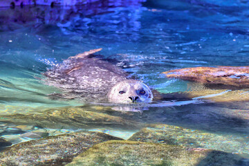 Obraz premium Seelöwe