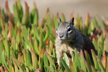 Squirrel, Eichhörnchen