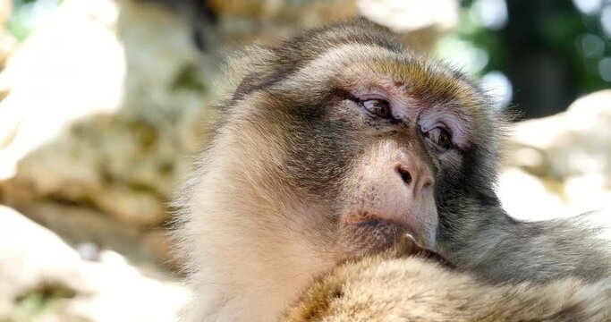 Barbary Macaque, macaca sylvana, Portrait of Adult, Real Time 4K