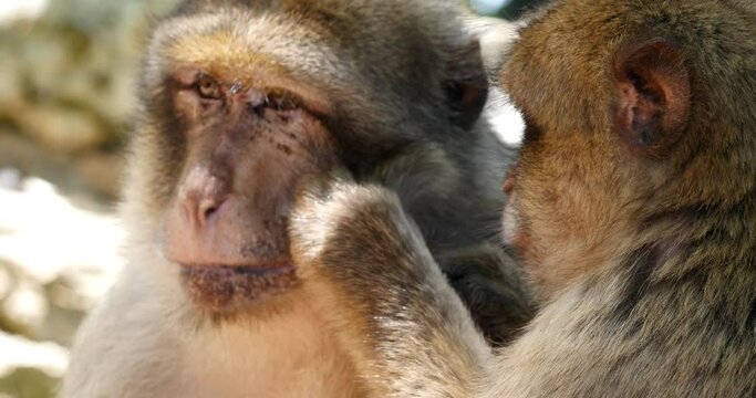 Barbary Macaque, macaca sylvana, Pair Grooming, Real Time 4K