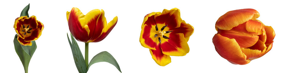 Collection of red and yellow tulips isolated on transparent background.