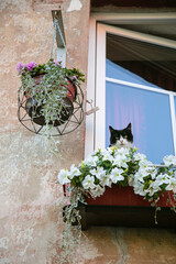 A feline observer